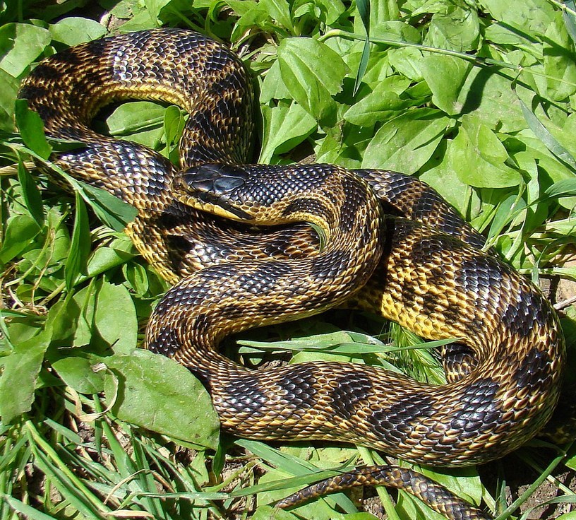 В Чеченской Республике обитают три вида ядовитых змей | Информационное  агентство Грозный-Информ