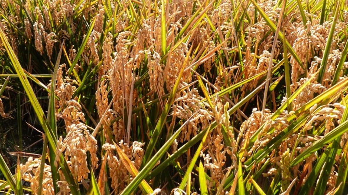 Урожайность крым. Краснодарский рис плантации. Рисовые поля на Кубани. Поля риса в Краснодарском крае. Плантации риса в Краснодарском крае.